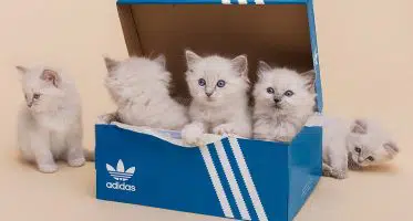 Sneakersnstuff x adidas I-5923